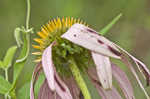 Eastern purple coneflower